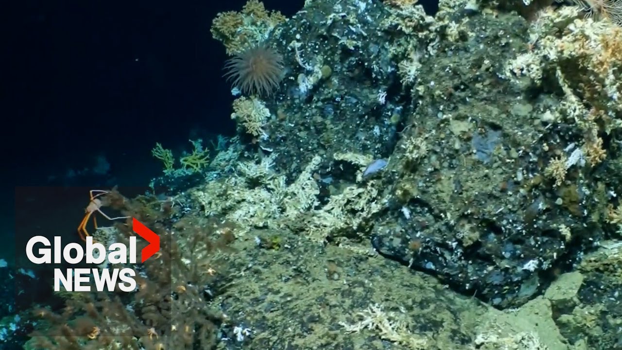 &ldquo;Ocean time machines&rdquo;: Gal&aacute;pagos scientists in awe of pristine coral reef discovery