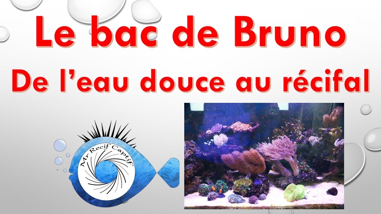 Le bac de Bruno- Mr Recif Captif #121