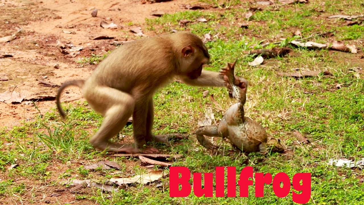 Funny Lol Bullfrog and Monkey Playing || Frog vs Monkey