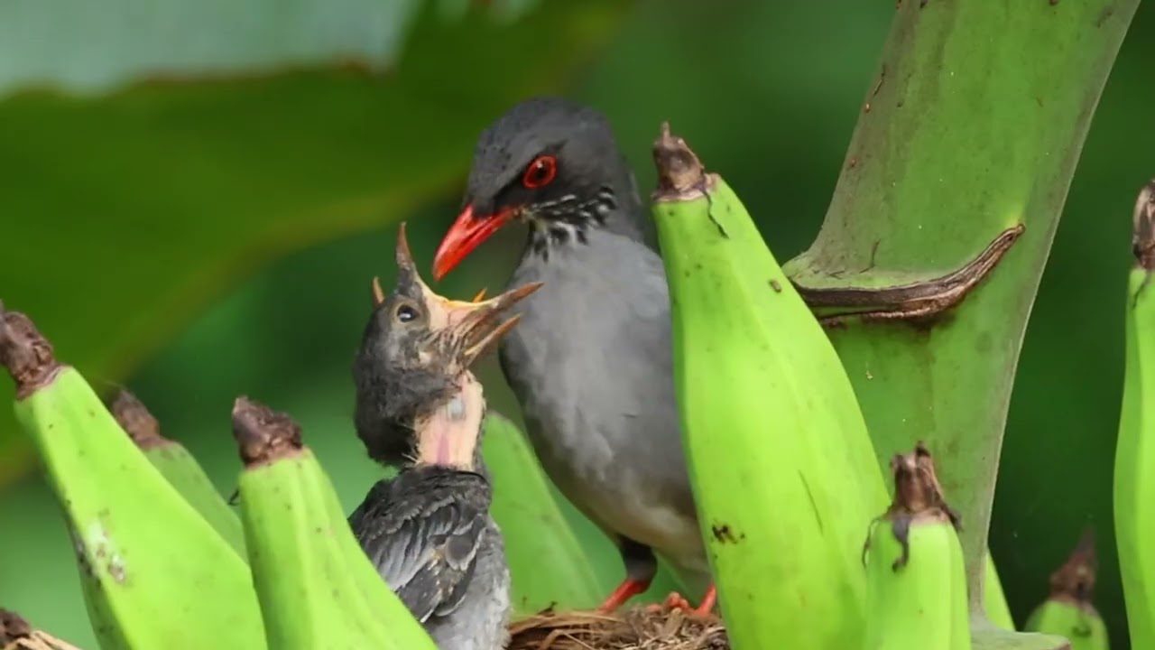 ¡Un Nido en el Plátano! Así Cría el Chua-chúa