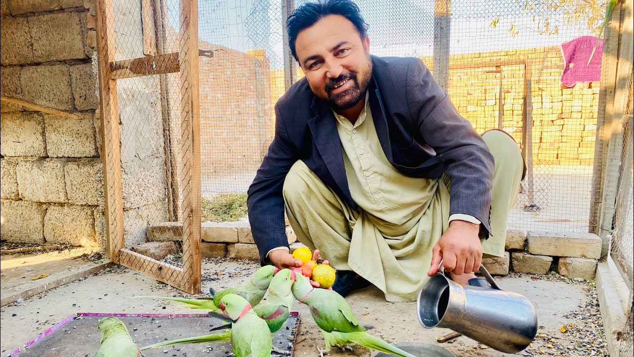 Raw parrotts or doves ki dosti ni ho saki doves abi b raw parrotts sa darti han 💔💔🕊️🕊️🦜🦜