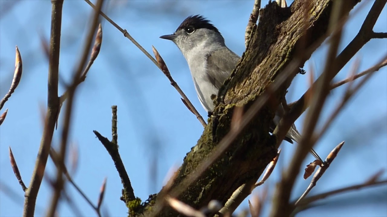 Every British Warbler calling - ordered by genus
