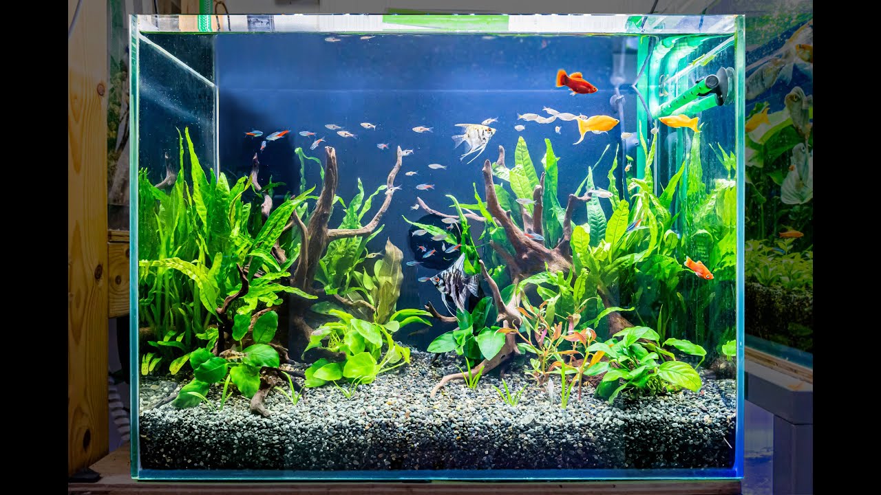 Concave layout for nature aquarium ～熱帯魚水槽の基本 凹型構図の作り方～