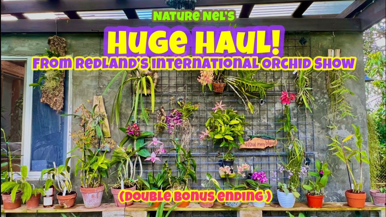 One of my greatest orchid hauls in a long time! This one’s for the records. Get ready! Bonus ending.
