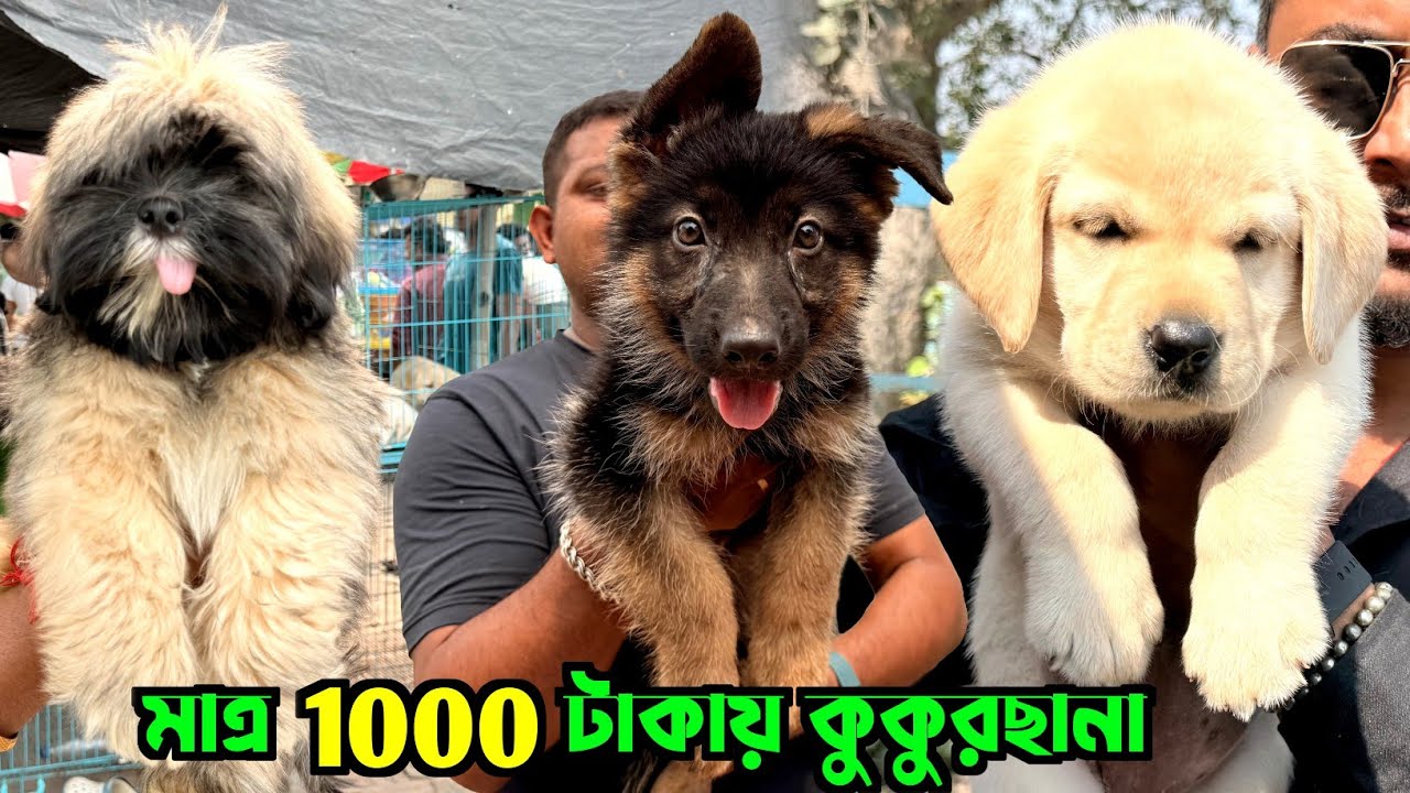 মাত্র এক হাজার টাকায় কুকুরছানা! Serampore Pet Market Location. Pet Market in Kolkata.