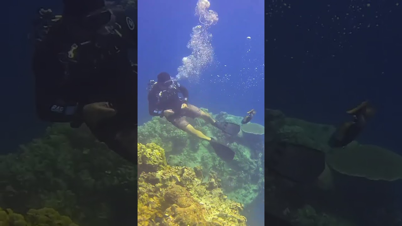 Huge Titan Trigger fish Attack!!  #titan #triggerfish #attack #scuba