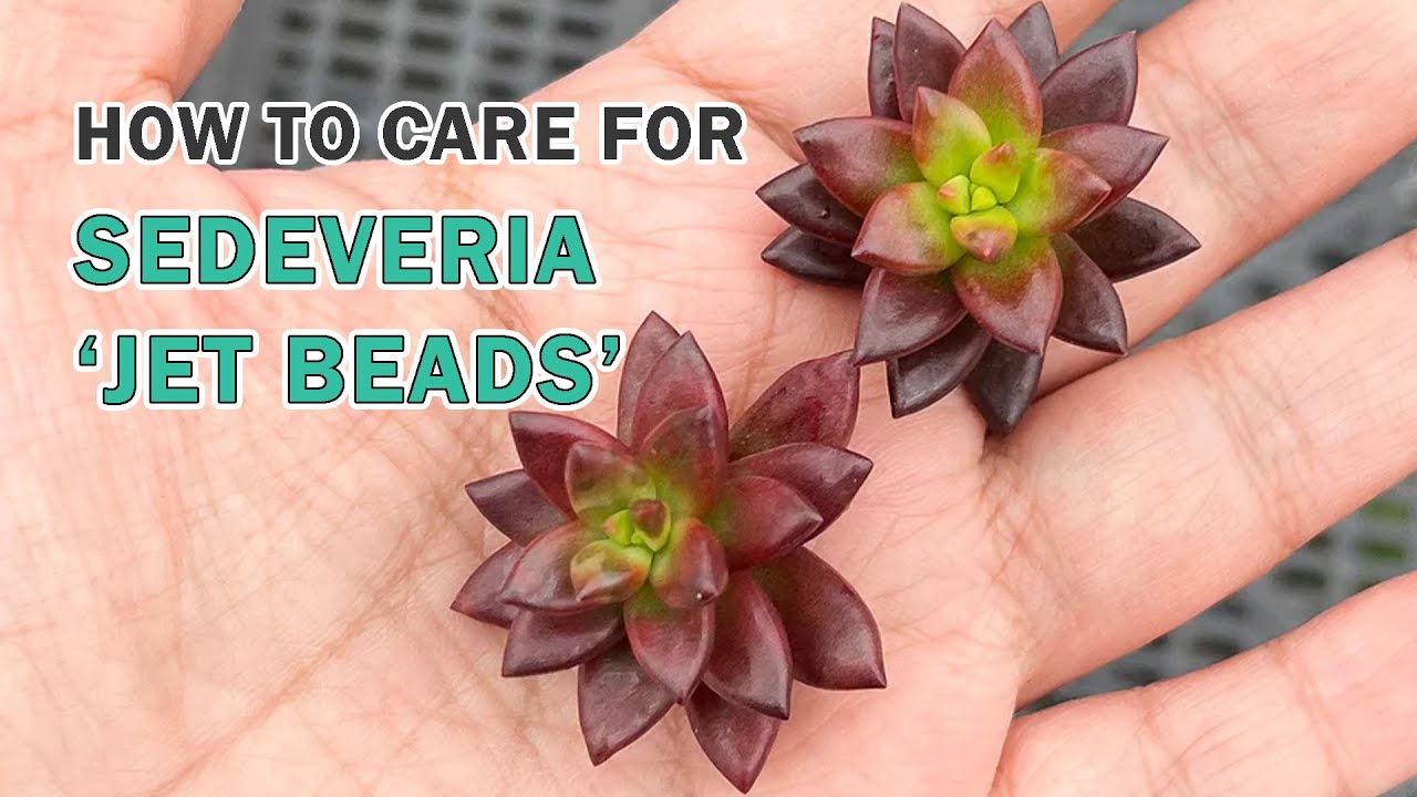 How to care for Sedeveria Jet Beads
