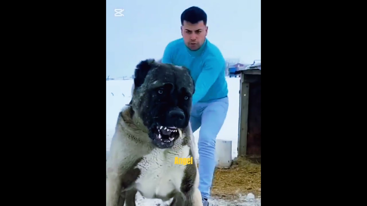 убийца волков КАНГАЛ #опасныесобаки #животные #кангал #породысобак