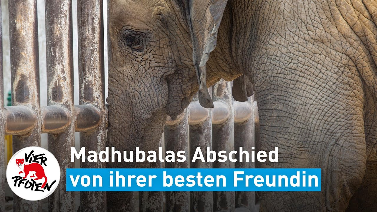 Madhubalas Abschied von Noor Jehan | VIER PFOTEN