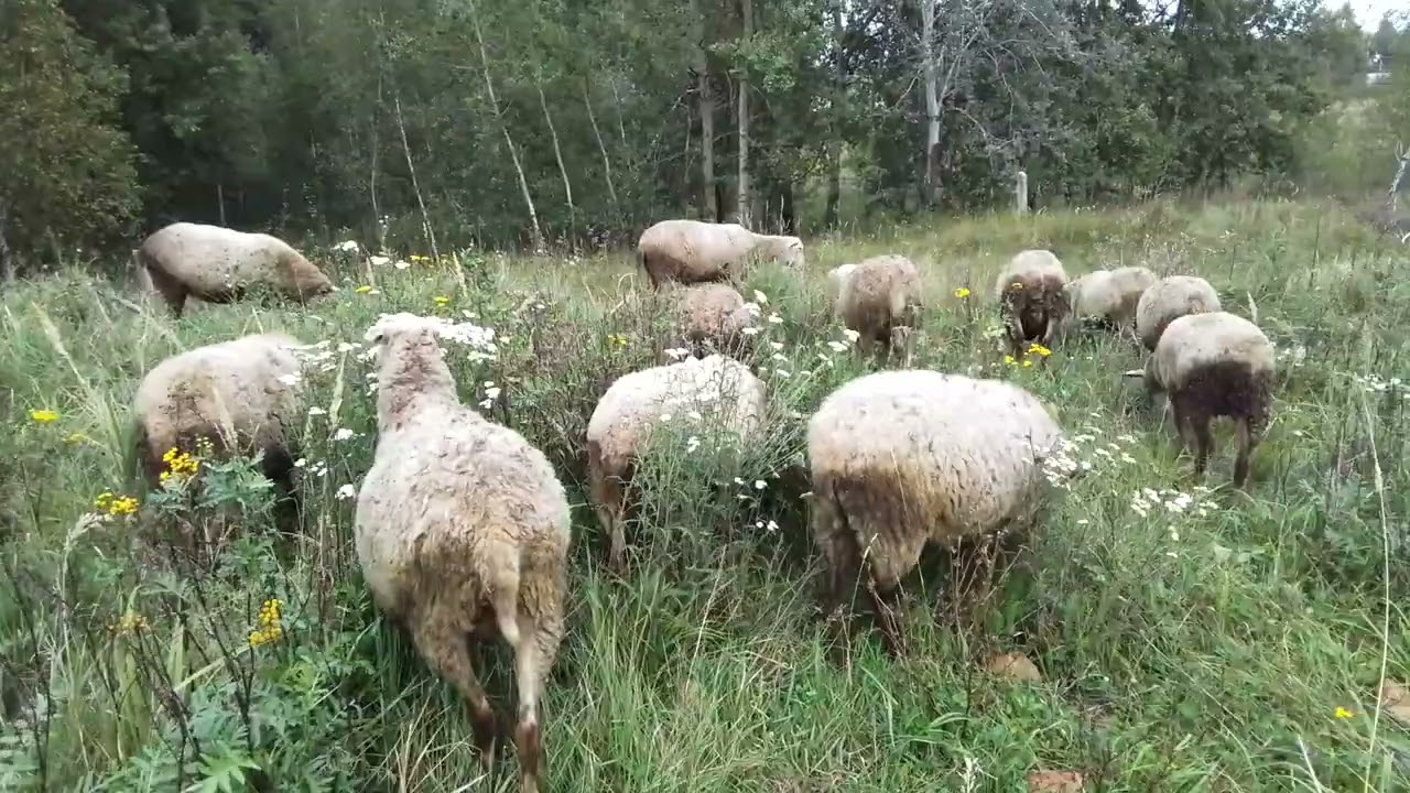 ОСЕНЬ  -  ПОРА ВЫБРАКОВКИ