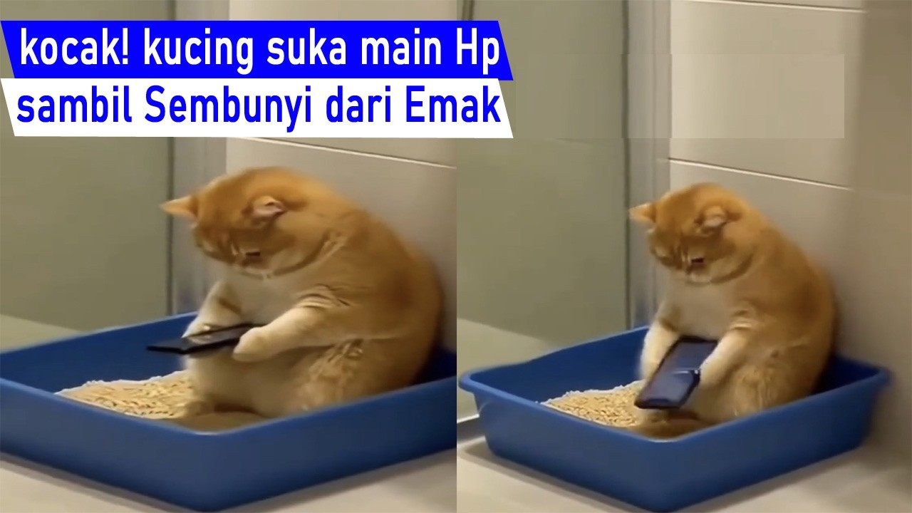 Sumpah Ini Lucu Banget! kucing main Hp sambil sembunyi dari emak kaya Bocil/kompilasi kucing Lucu