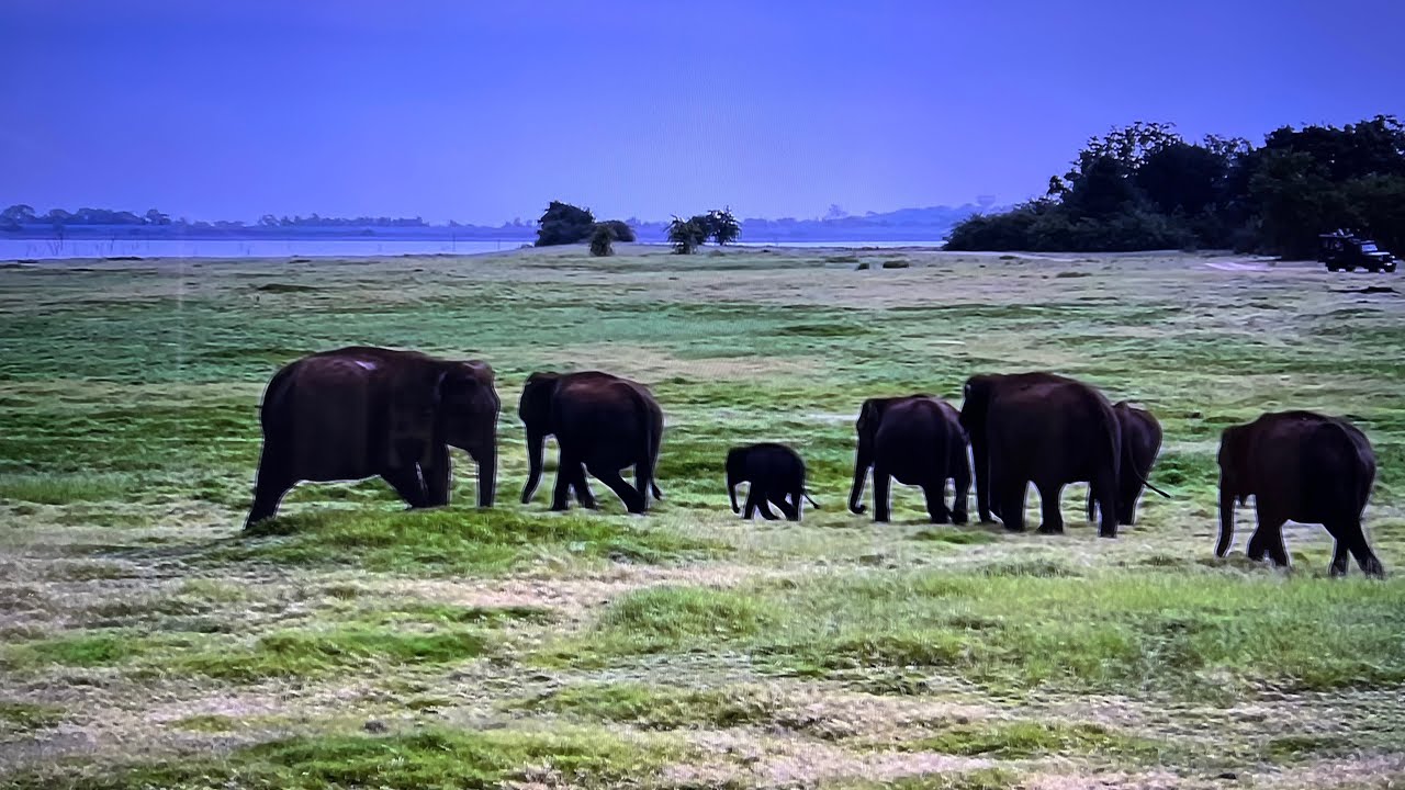 Going on an Elephant Safari in Sri Lanka 