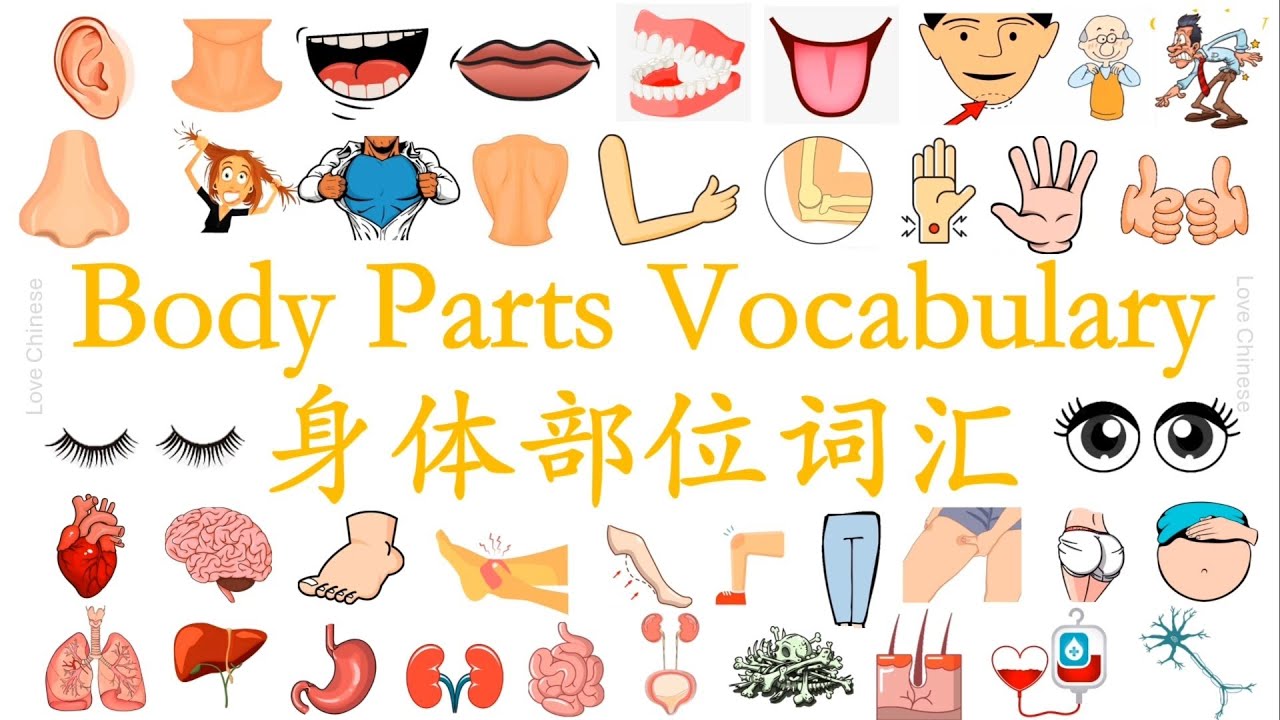 Learn Chinese Body Parts Vocabulary | Essential Terms with Pictures 身体部位词汇