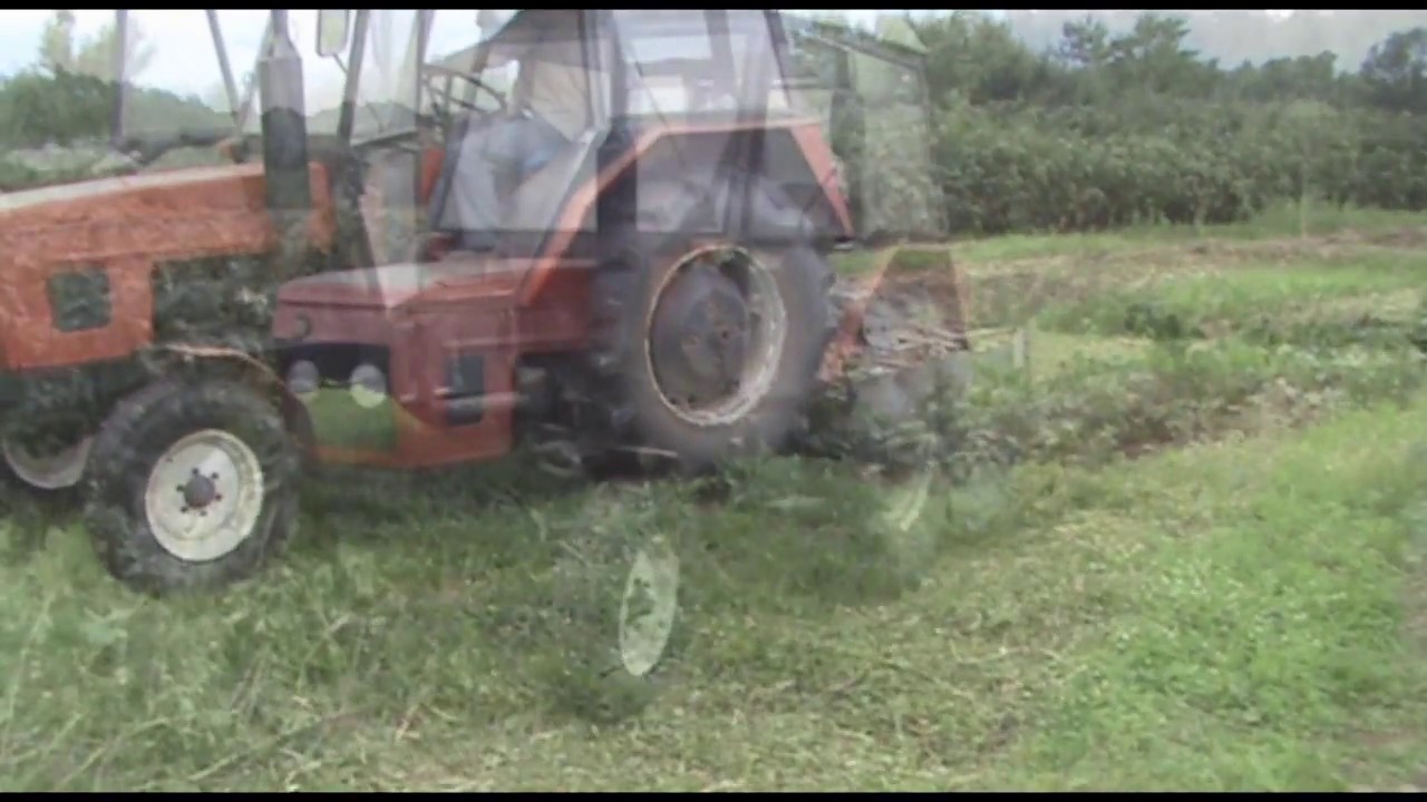 Czarna Porzeczka Likwidacja Plantacji Karczownik Zetor 7011 7211
