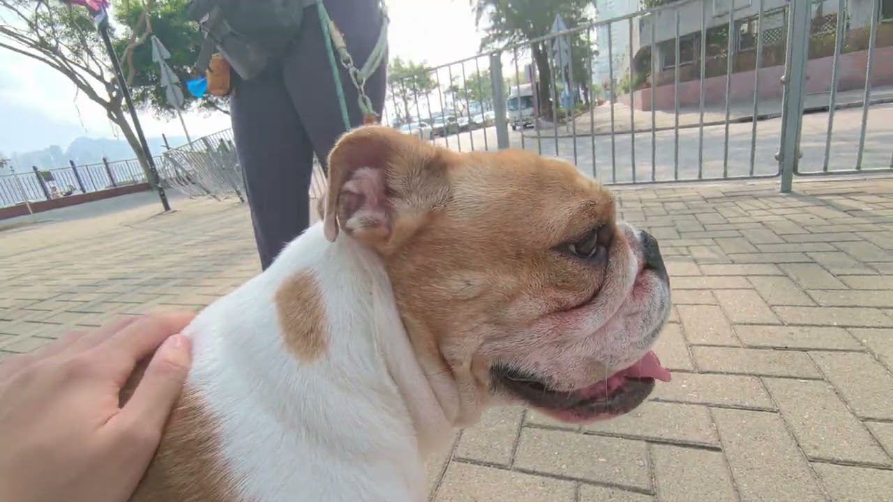 2026 02 21 Three Dogs Seamei, Momo and Bobo 16(Eng CC)