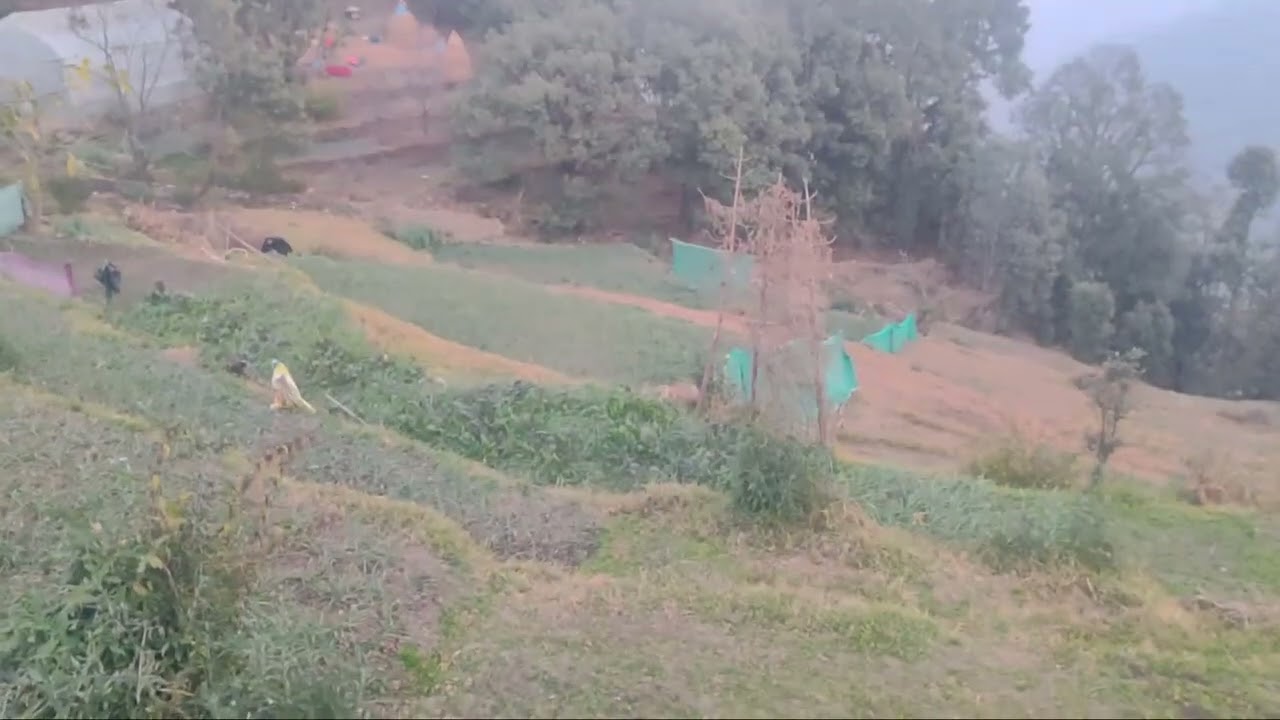 🏞️ 4 Nali Land for Sale near Dol Ashram, Lamgara (Almora)| Matra 8 Lakh Rs per Nali