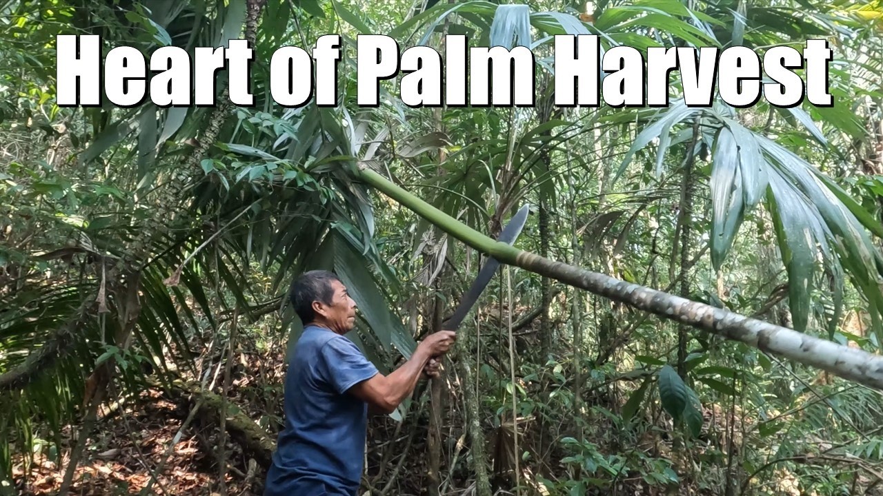 Harvesting Heart of Palm with Locals in Belize