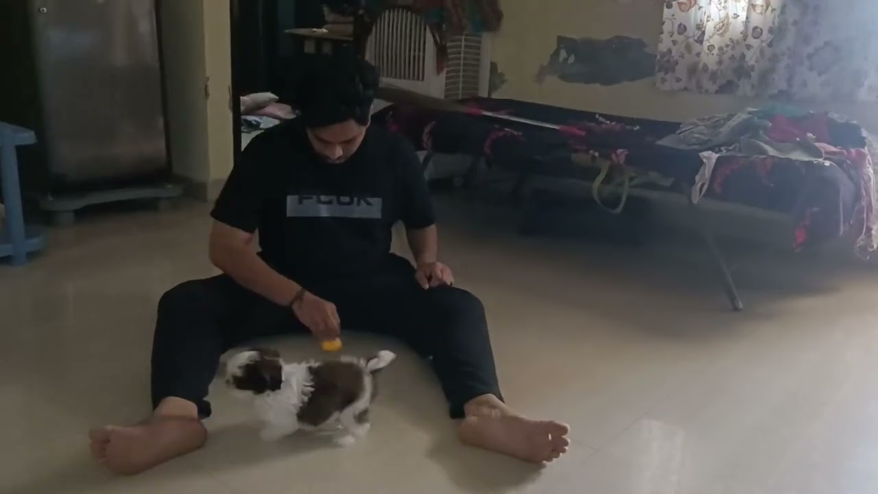 Diceeeee ❤️ #shiztzu #puppy #playing 