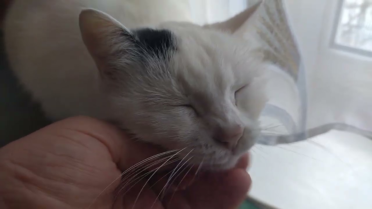 Счастливая кошка, которой мама разрешила спать вместе на кровати.