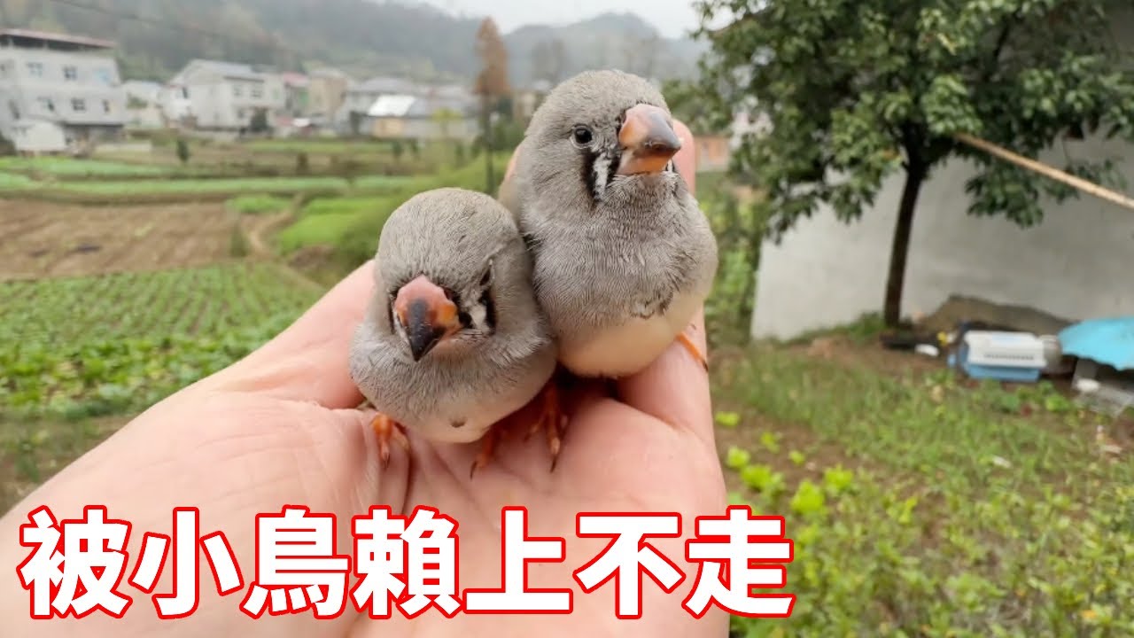 小夥孵化兩隻小鳥，長養大後選擇放飛，不料小鳥賴著不走【蒙面鳥哥】