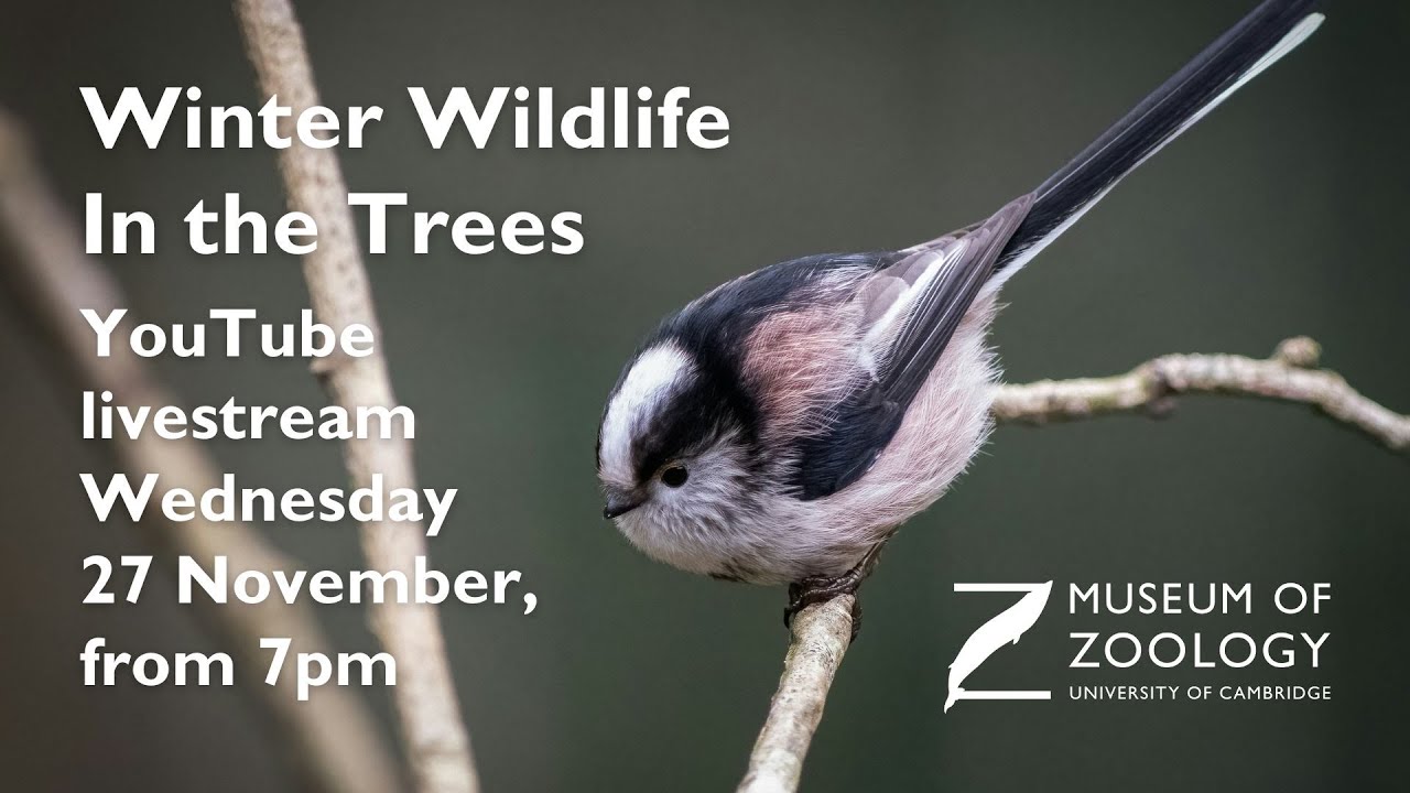Winter Wildlife In the Trees