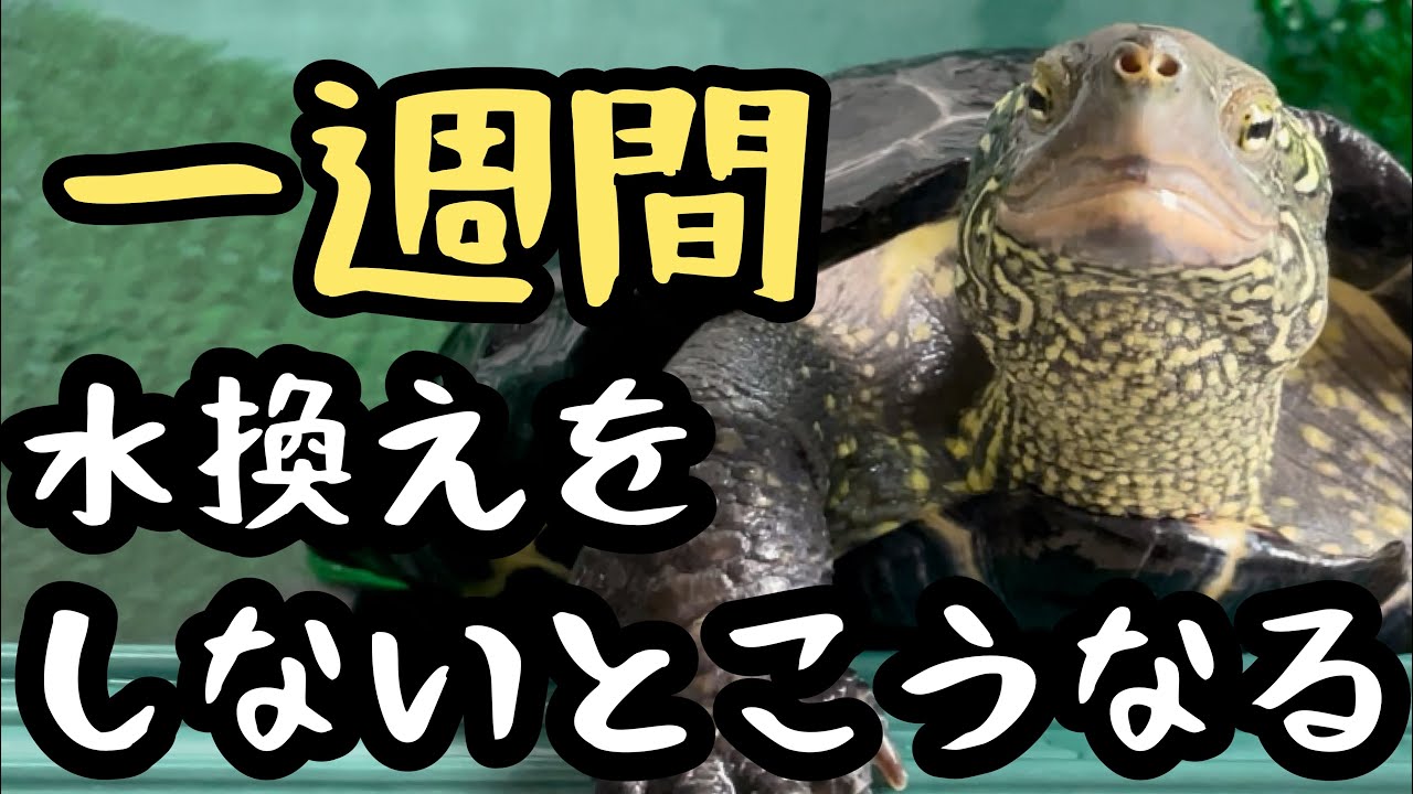 【クサガメ】屋内飼育最強濾過器？！