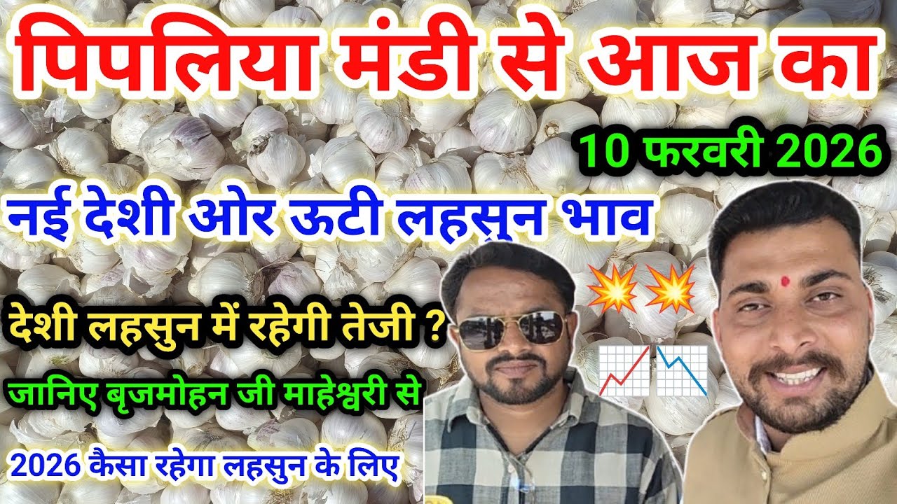 नई देशी लहसुन में रहेगी तेजी ? जानिए बृजमोहन जी माहेश्वरी से New Garlic Price Today Pipliya Mandi 