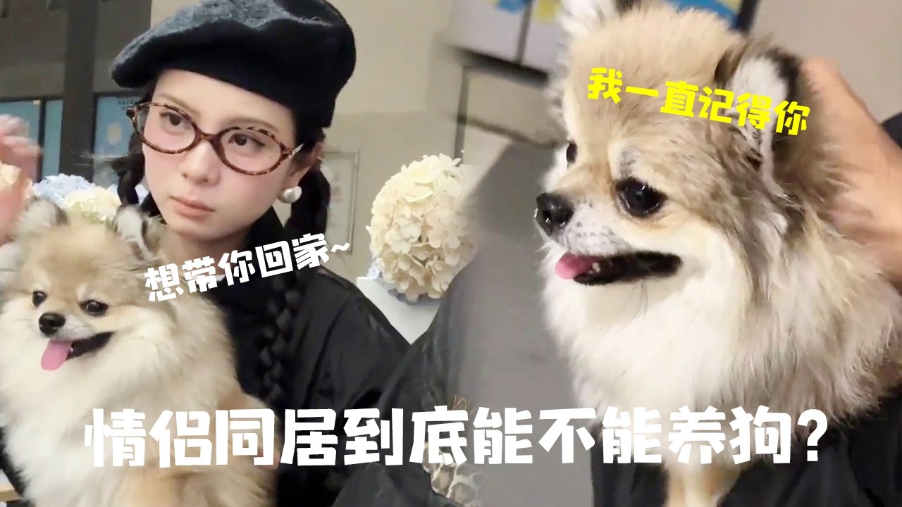 都说情侣千万不要一起养狗，美女见到小灰灰当场破防，这下终于知道了！ #博美 #宠物狗