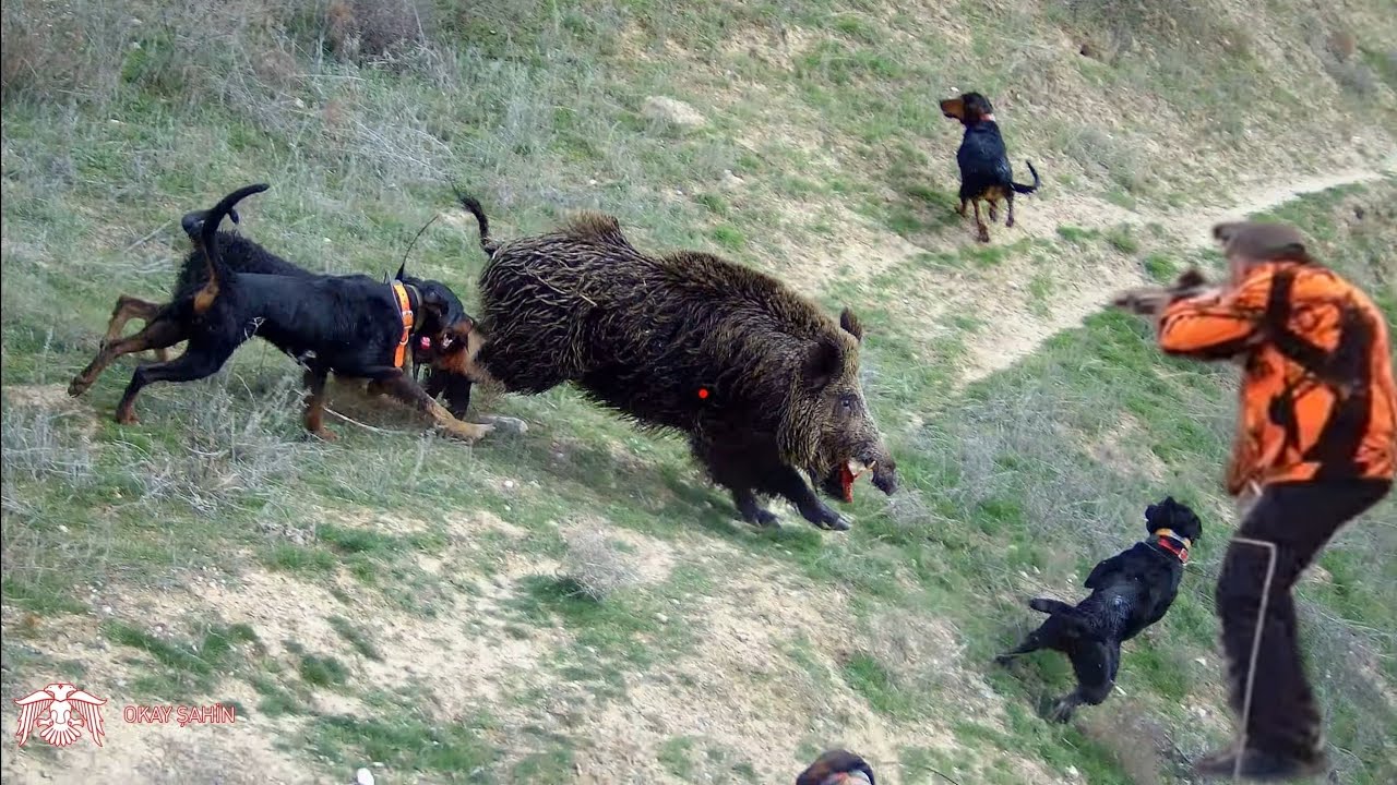 Azılı yaban domuzu ile zorlu m&uuml;cadele / NEW VİDEO!Wildboar hunting #okaysahin #hugluveyron #wildlife