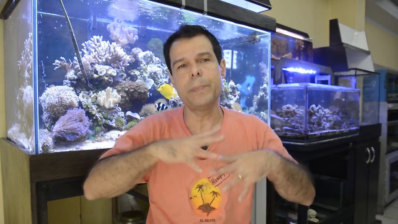Sistema de Berlim Modificado - MONTAGEM, CICLAGEM E MANUTENÇÃO - Aquashow - Parte 16