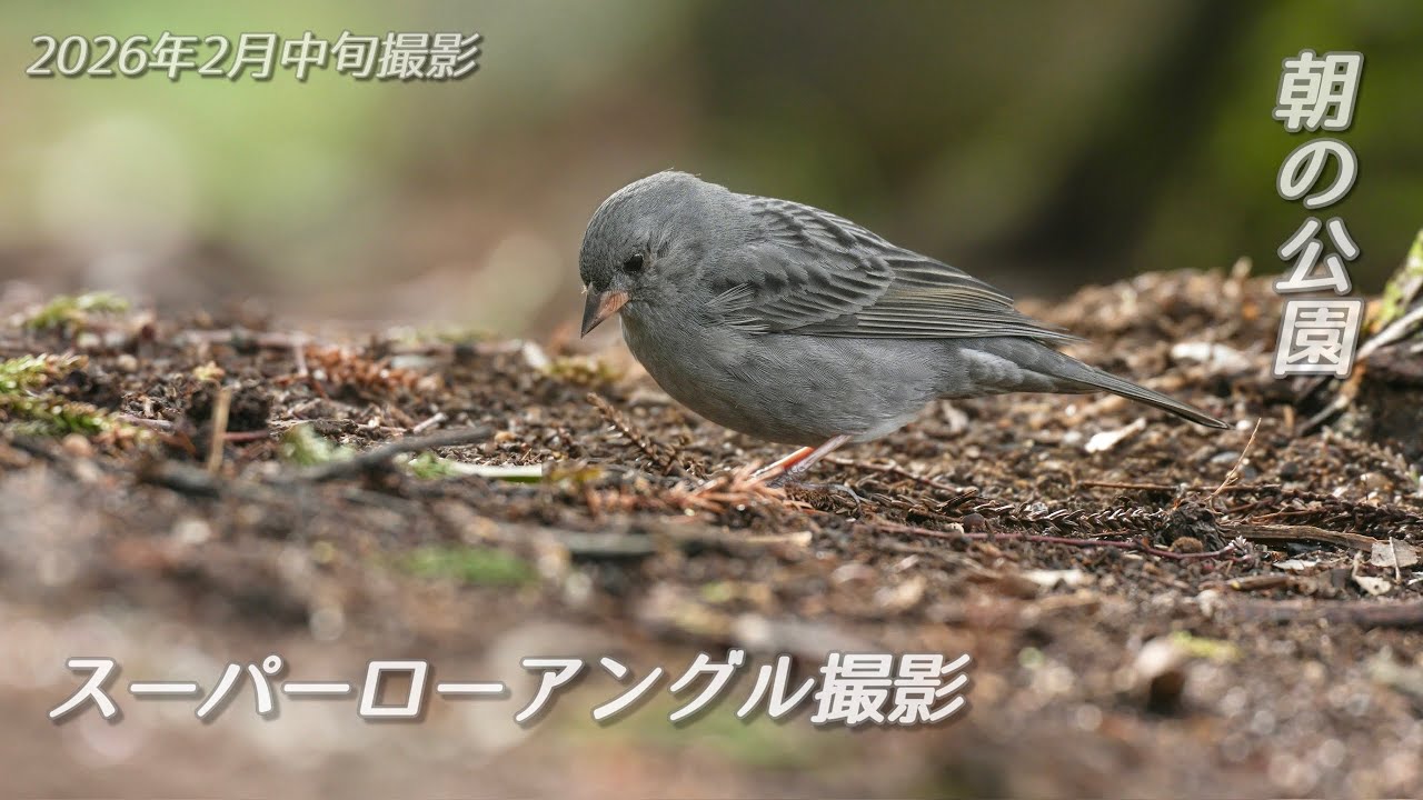 【野鳥撮影】朝の公園をお散歩探鳥したら次々と鳥が現れたのでスーパーローアングルで撮影してみた📸