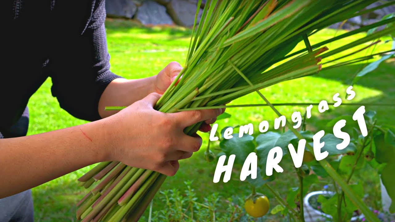 HOW TO HARVEST & STORE LEMONGRASS
