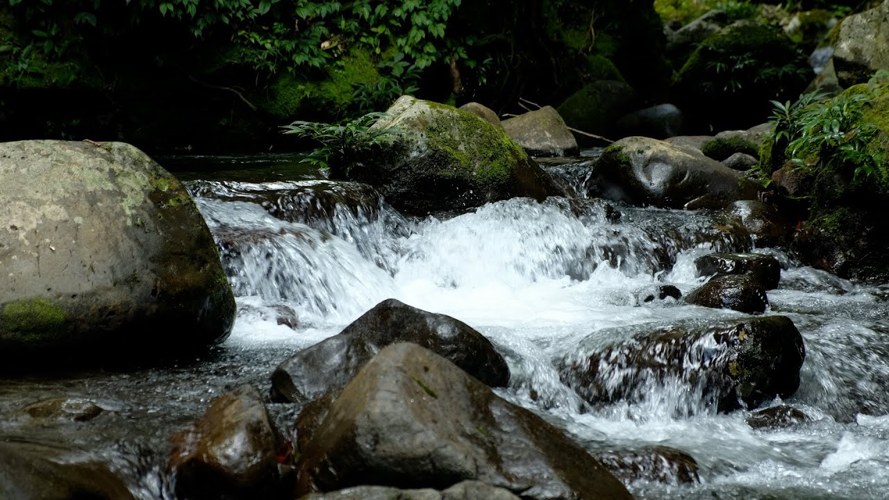 Peaceful River Water Sounds, Light Forest Birds, Calming Natural Ambience