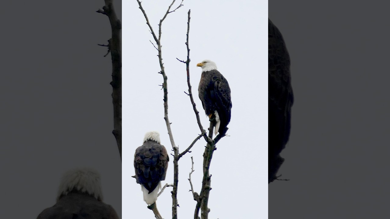 NerdswithBirds is live!
