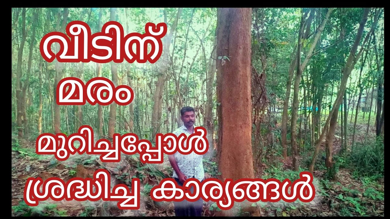 വീടിനു മരം മുറിച്ചപ്പോൾ ഞങ്ങൾ ശ്രദ്ധിച്ച കാര്യങ്ങൾ
