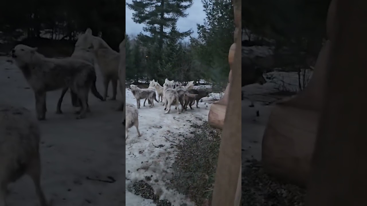 Pack of Wolves Start Howling Outside Chalet