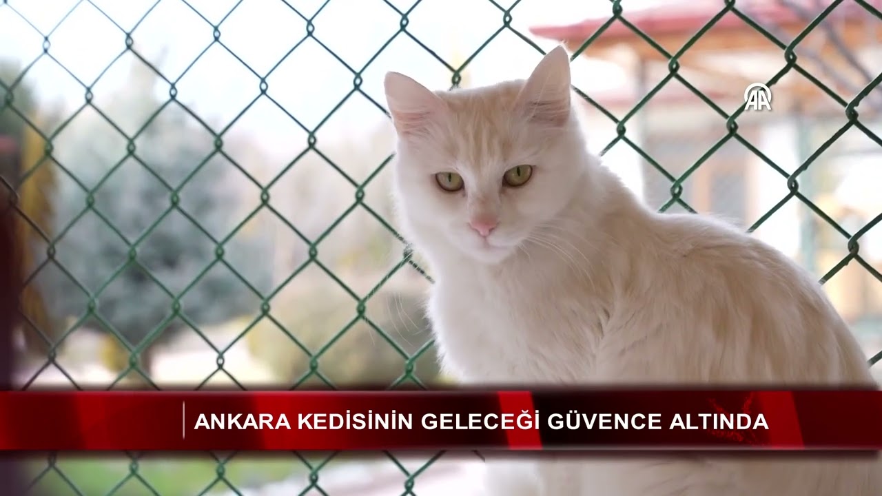 Ankara kedisinin geleceği g&uuml;vence altında