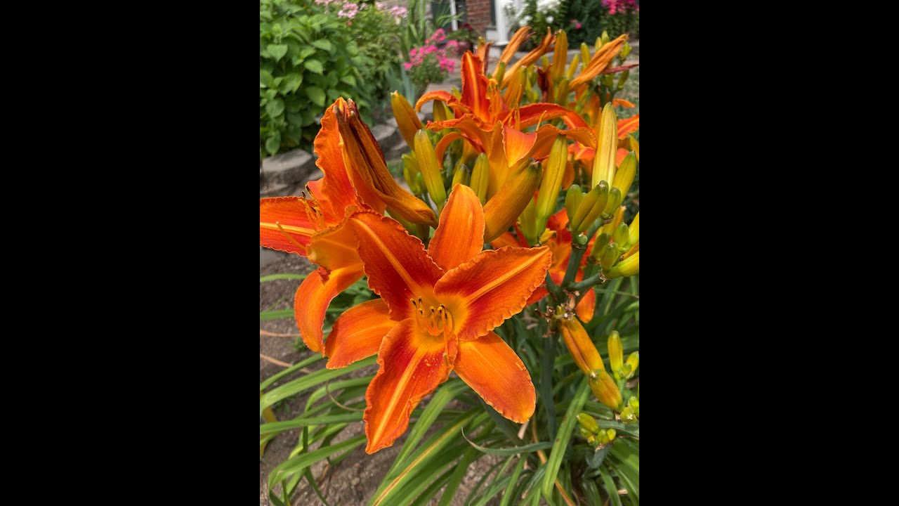 Summer Care of Daylilies