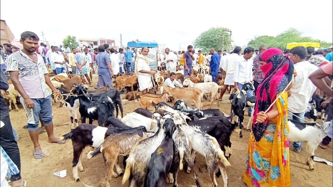 దేవరకద్ర సంతలో మేకల ధరలు-devarakadra goats market-goats videos-bakra market video devarakadra-goat🐐🐐