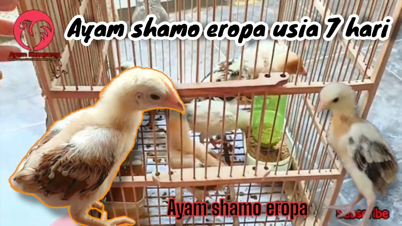 ayam shamo eropa usia 2 minggu #shamo #ayamkampungsolo #viral #shorts #pecintaayam