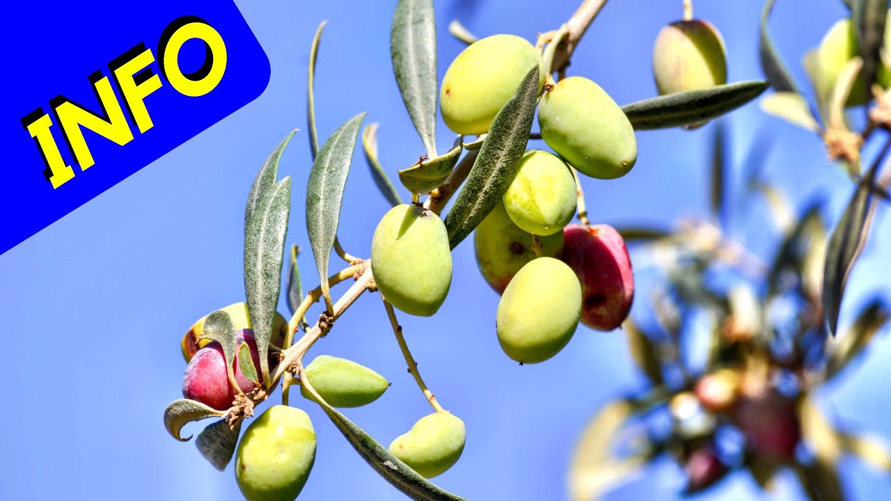 Koroneiki Olive Tree (INFO)