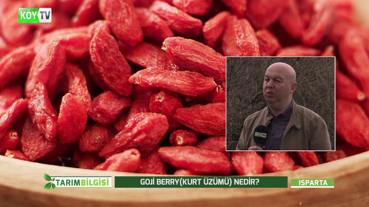 GOJİ BERRY(KURT ÜZÜMÜ) BAKIMI VE YETİŞTİRİLMESİ | TARIM BİLGİSİ