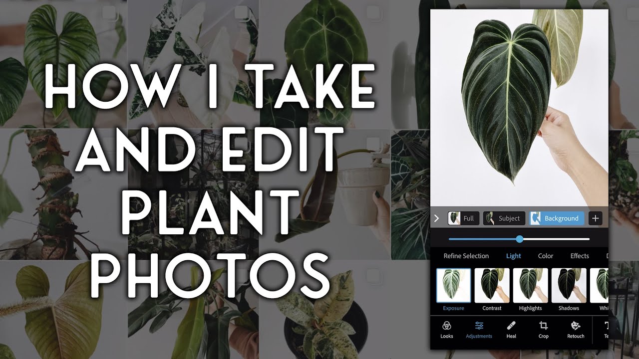 how i take and edit plant photos on my iphone 12 pro