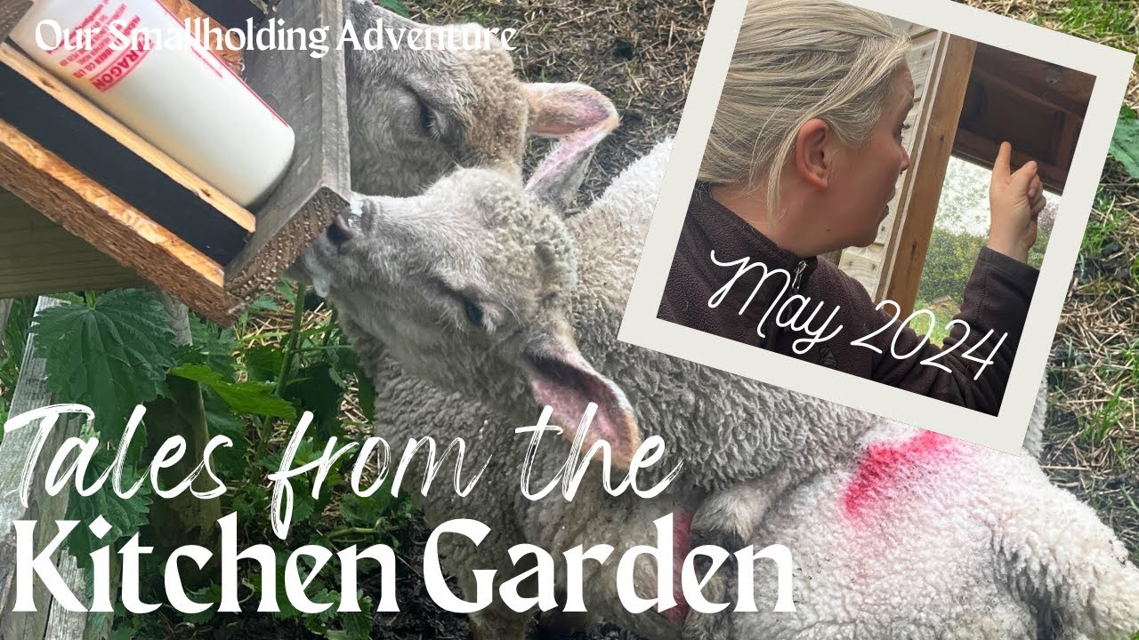 English Countryside: Lambs & the May Kitchen Garden