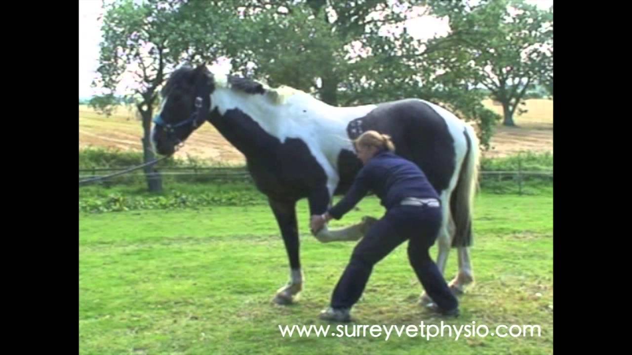 Forelimb Stretches - Equine Physiotherapy by Surrey Vet Physio