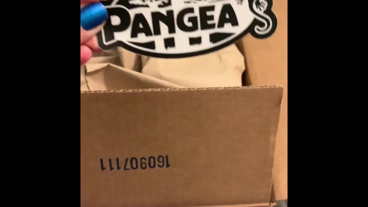 PANGEA REPTILES UNBOXING- CRESTED GECKO & LEOPARD GECKO