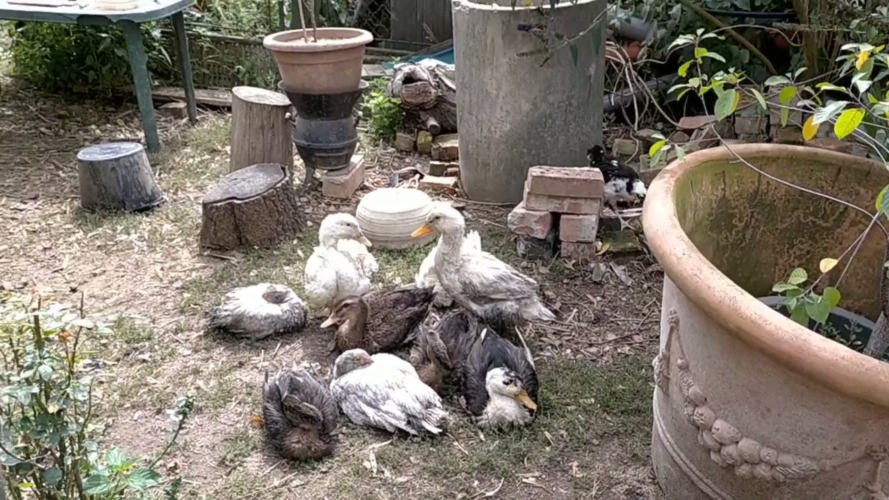 Tierhaltung in Ungarn