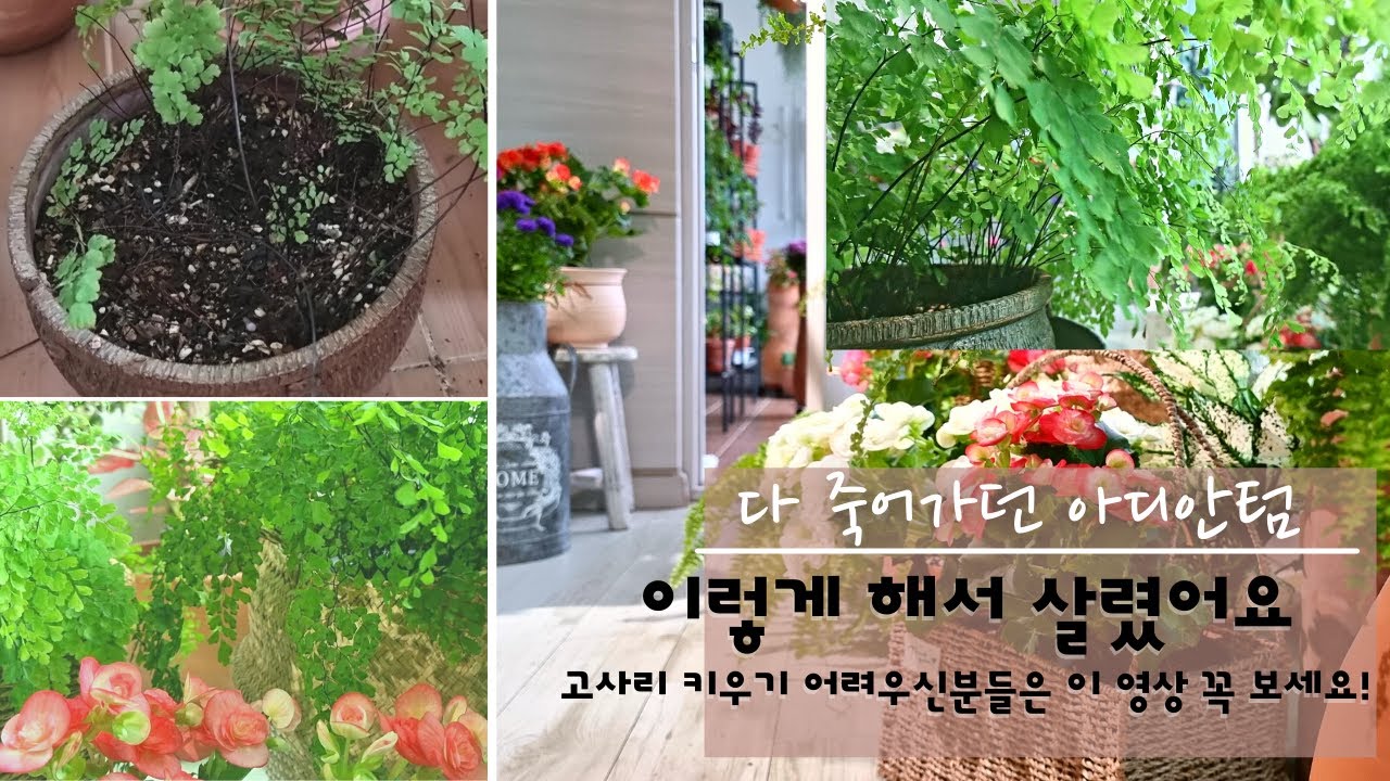 시들어가는 아디안텀 등 고사리 종류 살리는 방법/ 아디안텀, 보스톤 고사리 키우기 / 고사리 류 키우기 실패하시는 분들은 이 영상 꼭 보세요!