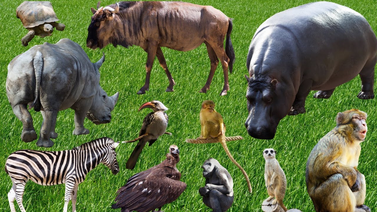 Cute Farm Animal Sounds That Will Make You Smile – Sheep, Cow, Dog, Cat & More!
