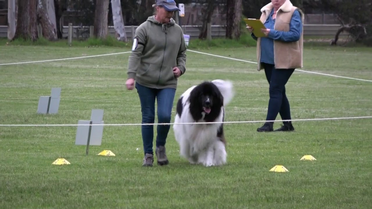 Landseer Newfoundland Dog Rally O Master Course - Mishka